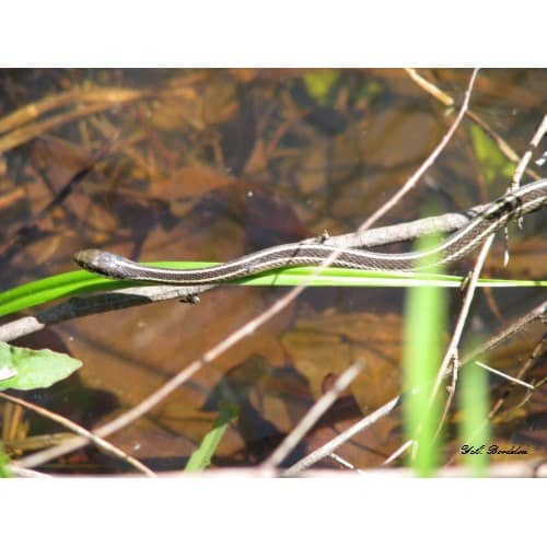 Ribbon snakes eat small prey such as cricket frogs. This individual was hunting one by the pond.