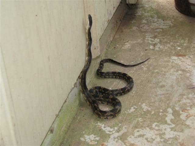 Rat snakes are constrictors and will climb high into large trees in search of prey. They can stretch half their body length to reach a spot to grab onto.