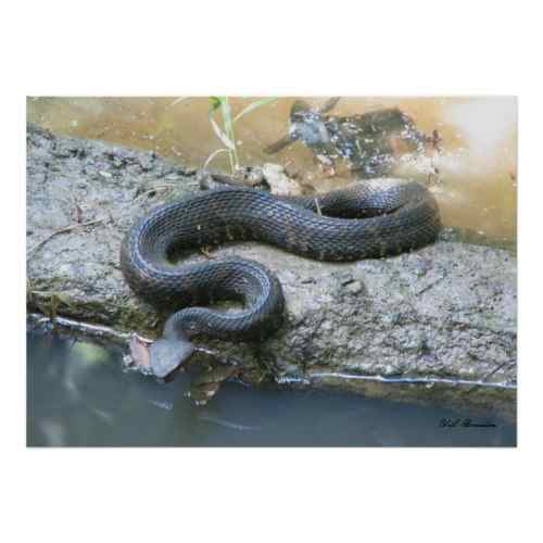 Cottonmouth are venomous snakes which kill their prey by injecting it with poison. They have live births.