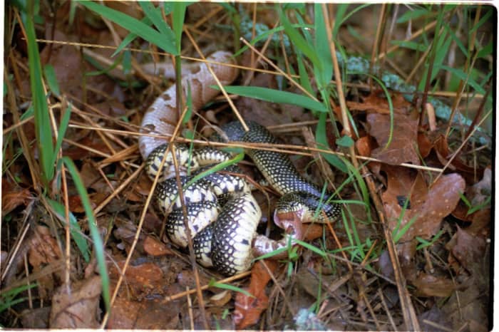 Kingsnakes often coil around a poisonous snake such as this copperhead and kill and eat it.