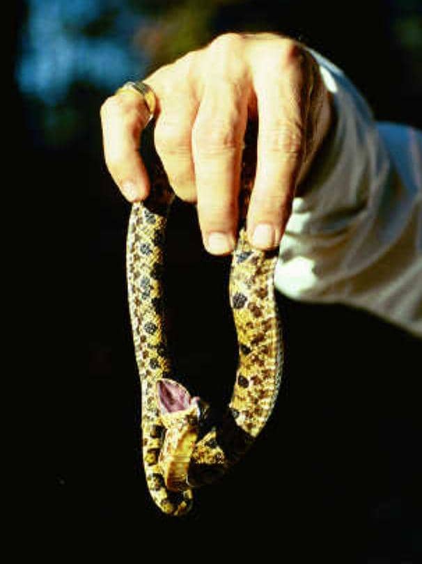 When threatened, hog-nosed snakes will feign death by rolling onto their back, sticking out their tongue and even expelling a foul odor.