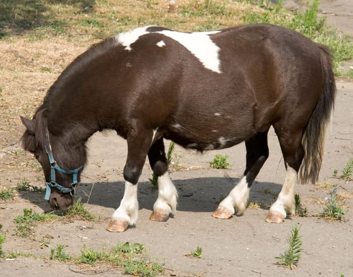 A pony. See the difference? Ponies are small horses but they are built differently, with thicker bodies and necks than miniature horses.