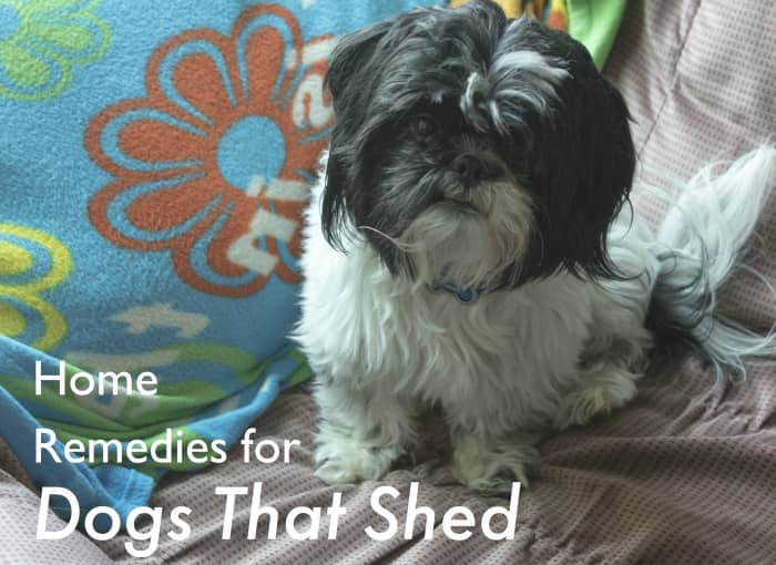 Certain dog breeds shed much more than others. Aside from choosing a non-shedding dog, there are simple grooming and feeding steps to minimize your dog's shedding problem.