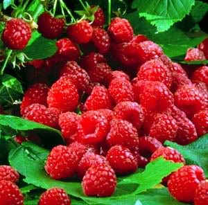 Flowers and bushes, vegetables and fruits remind me of my paternal grandmother.