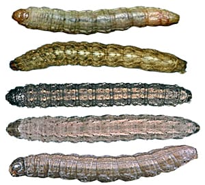 Cutworm larvae from top: sandhill cutworm, variegated cutworm, black cutworm, dingy cutworm, claybacked cutworm