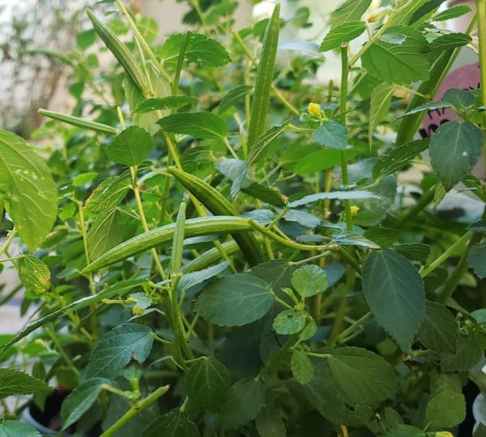 Jute mallow or Jew's mallow fruits are cylindrical in shape. The fruits are green and turns brown in color when fully matured.