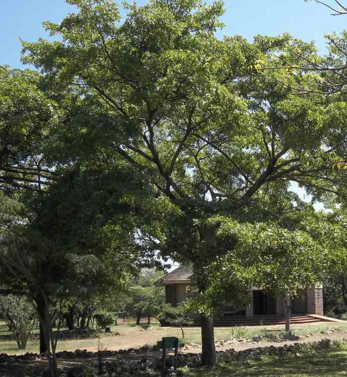 Kikuyu People the Trees and Shrubs Around Them HubPages