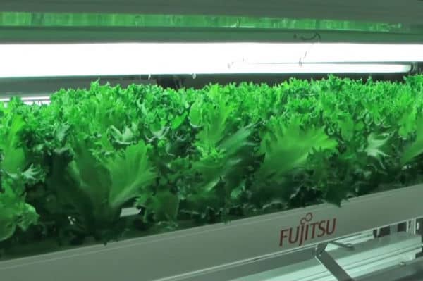 Struggling to keep up with the competition coming out of South Korea and China, Japanese electronics companies are shutting down their factories and converting them into agricultural spaces.