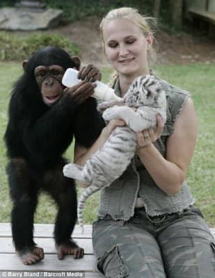 Chimpanzee Anjana assists in caring for tiger cubs at The Institute of Greatly Endangered and Rare Species (TIGERS) in South Carolina