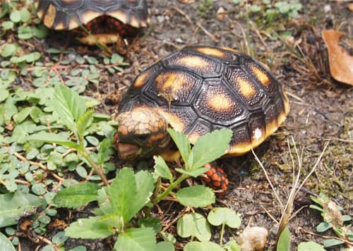 Cause and Treatment Respiratory Infection in Turtles and Tortoises ...