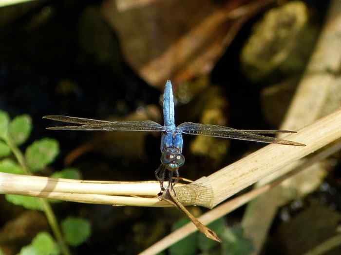 the-lifecycle-of-the-dragonfly