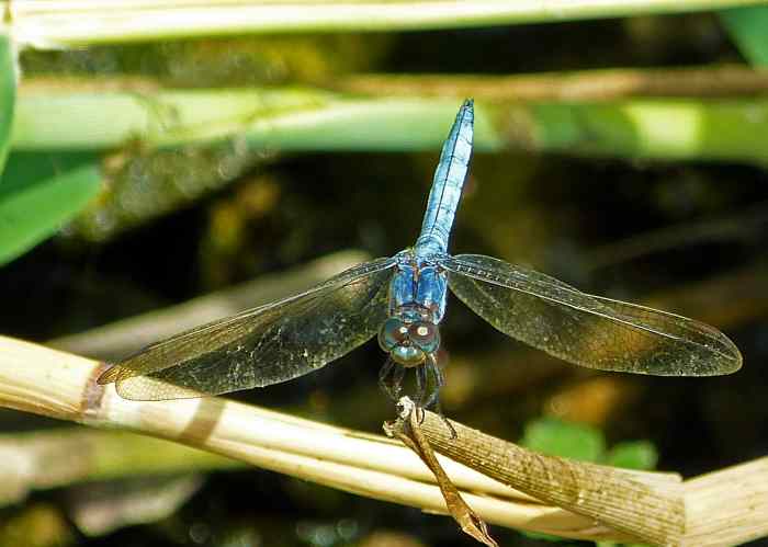 the-lifecycle-of-the-dragonfly