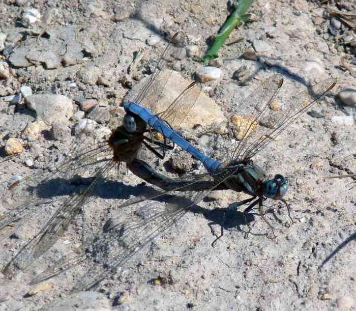 the-lifecycle-of-the-dragonfly