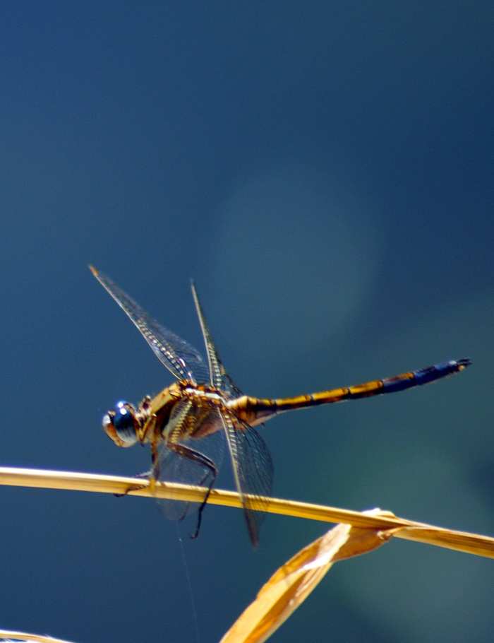 the-lifecycle-of-the-dragonfly