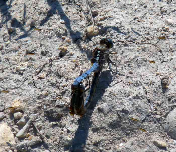 the-lifecycle-of-the-dragonfly