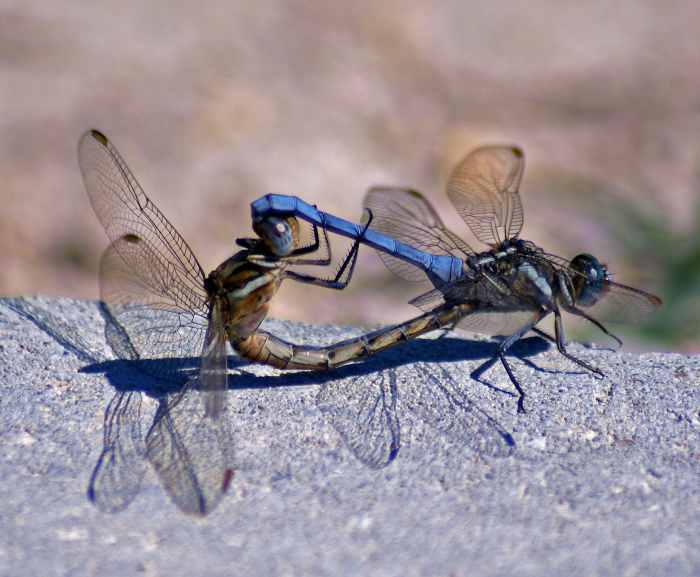 the-lifecycle-of-the-dragonfly