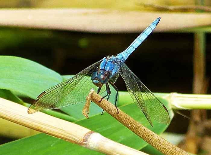 A Dragonfly taken by the river walk in Villajoyosa