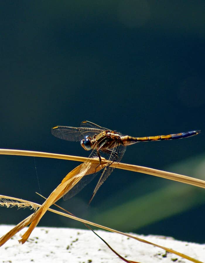 the-lifecycle-of-the-dragonfly