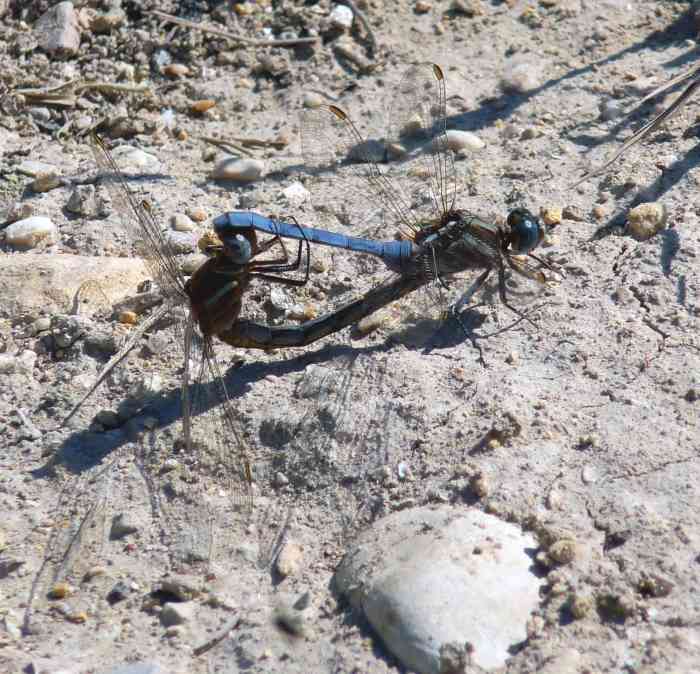 the-lifecycle-of-the-dragonfly