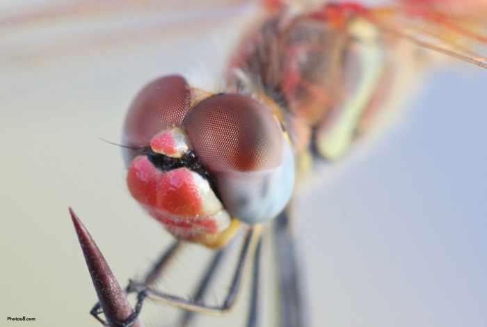 Photo courtesy Photos8.com