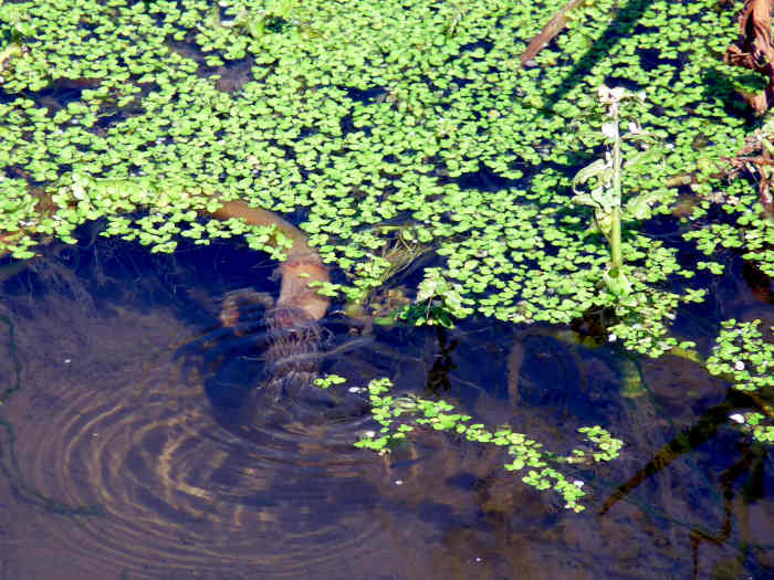 Still Water at the edges of the stream
