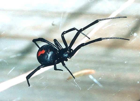 Dubai / UAE Poisonous and Venomous Spiders, Snakes and Bugs. - HubPages