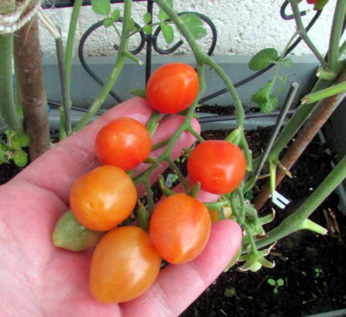 How to Sow, Plant and Grow Baby Plum Tomatoes From Seeds Dengarden