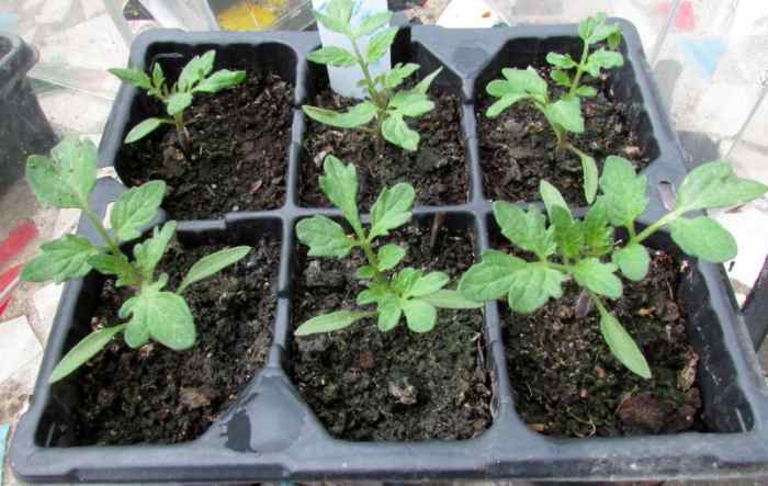 How to Grow Plum Tomatoes From Seeds in Containers - Dengarden