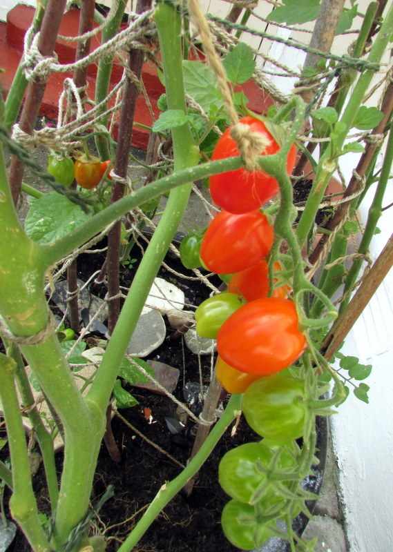 How to Sow, Plant and Grow Baby Plum Tomatoes From Seeds Dengarden