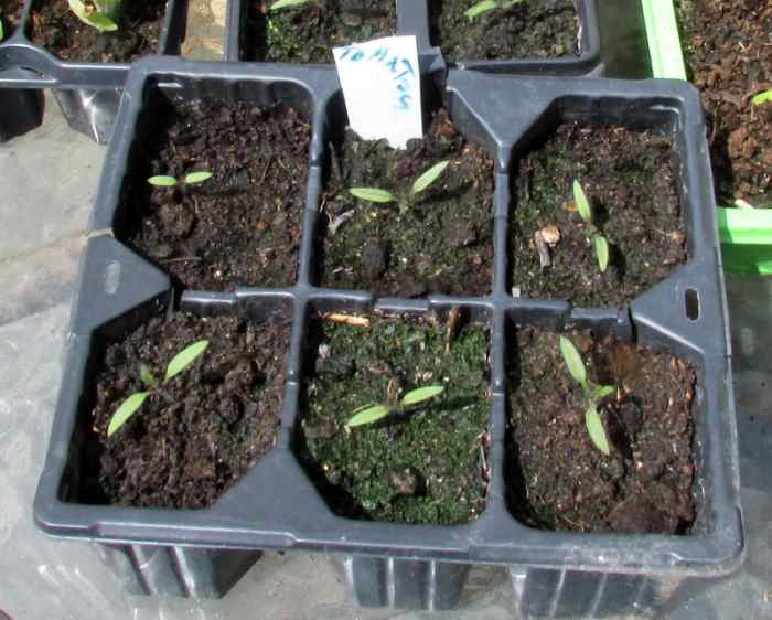 How to Grow Plum Tomatoes From Seeds in Containers - Dengarden