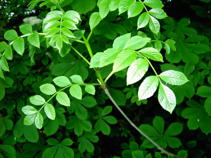 The foliage of ash are classed as being Odd pinnate because they have a terminal single leaflet.