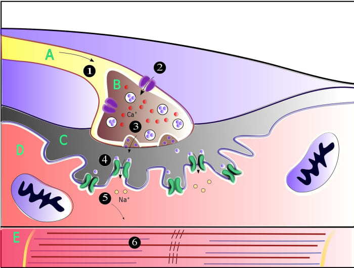 The neuromuscular junction