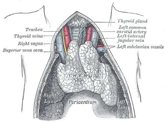 This is a view of the thymus gland in a full-term fetus. The gland gets smaller as we mature.