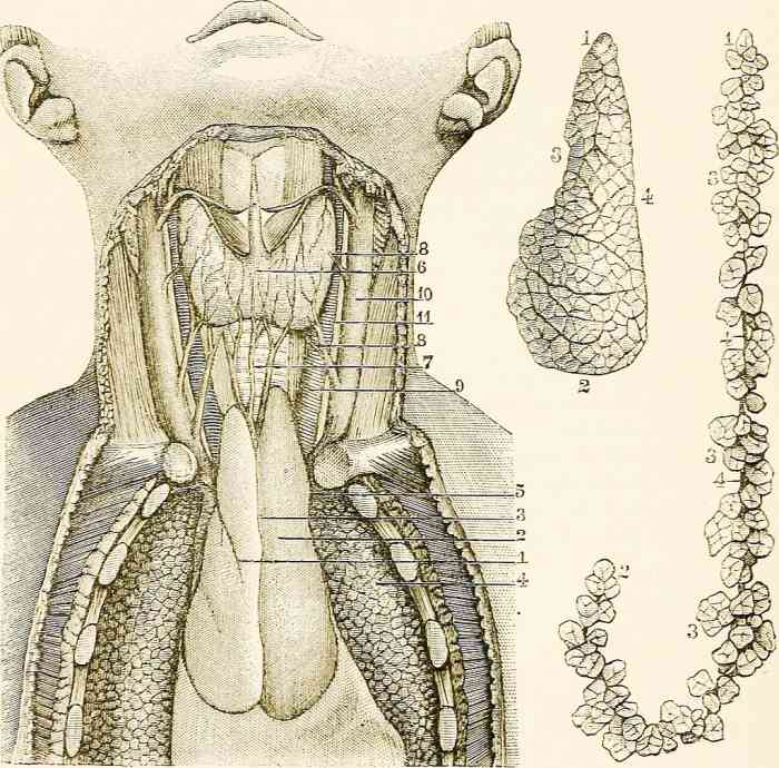 The thyroid gland (6) is located in the front of the neck. The thymus gland (2) is located below the thyroid in the front of the chest and between the lungs (4).