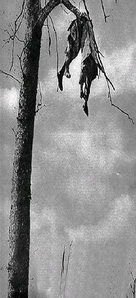 Soldiers from all nations suffered in this War. Here two French soldiers have been 'blown' into one of the last remaining trees on the front. Left as 'motivation' for the men below!