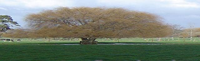 The tree and acorn that I refer to is significant of the growth of the Shot at Dawn network and families of every incredibly brave young man and woman who earned that right to be honored merely by being there; irrespective of draconian rules of war.