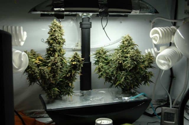 Aerogarden marijuana grow