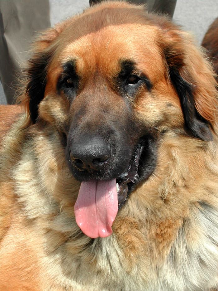 Leonberger, Kopf Aufgenommen 2004 bei einer Hundeausstellung in Dresden