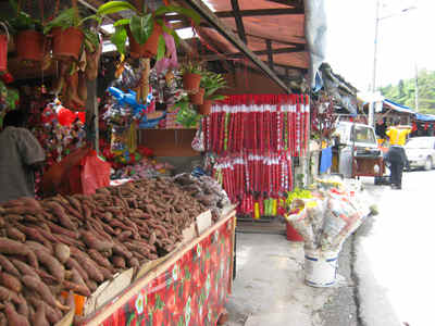 The stallholders were happy to tell me all about these native potatoes and how to cook them.