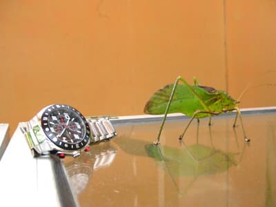 This big grasshopper was placed next to a tourist's watch so we could take a photo of the size by comparison.