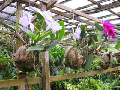Quite a novelty: Coconut pots that use similar growing methods to those of the hydroponic strawberry farms.