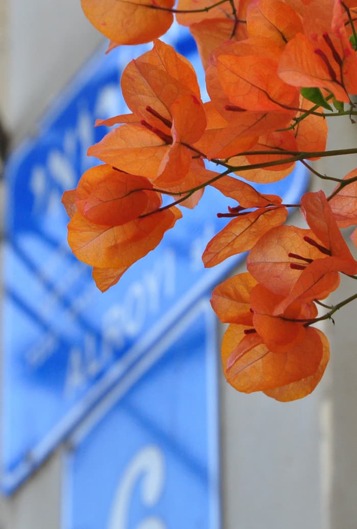 Courtesy of Wikipedia contributor as named above. This orange shade of Bougainvillea is very common in Hawaii. The photo of this plant, however, was taken in Israel where it is also common and lovely as ever.