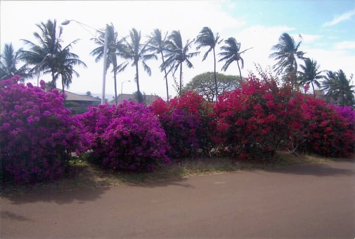 Bougainville bushes along the Mokulele Highway, Kihei, Maui, Hawaii. Soon after I took this photo, construction began in the area. All of the bushes and palm trees in this photo are now gone.