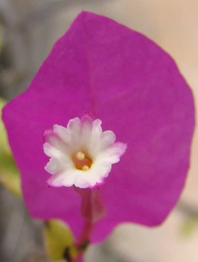 bougainvillea-bouganvilla-bougainville-by-any-other-name