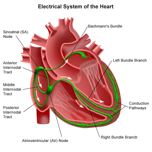 The Human Heart's Electrical Conduction System. Note the placement of the Sinatorial Node within the right atrium. And that of the Atrioventricular Node, loacated in the right ventricle.