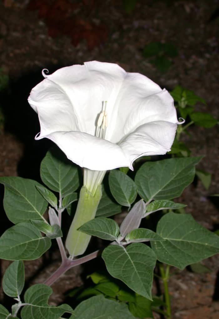 Poisonous and Hallucinogenic Plants Datura Stramonium