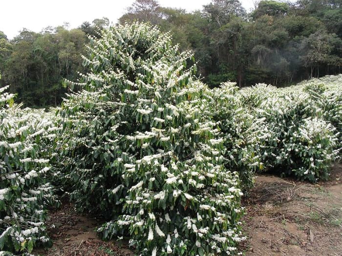 A flowering Coffea arabica tree in a Brazilian plantation. source Wikipedia - history of coffee mugs