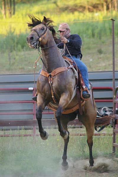 If you don't want this to be part of your everyday ride, then you need a strong relationship with your horse and the right equipment to go with it.