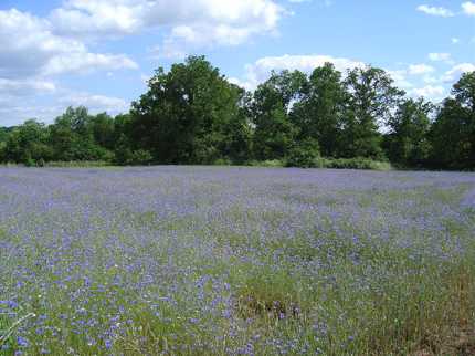 A field full of cornflowers just outside Videix - the Limousine bulls and Limousine cows are going to get a good diet