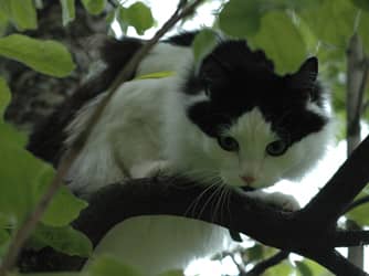 Hmmm....I think that's her now. It looks like..., yea..., maybe...,YES! Tuna this time! This tree thing works out great!